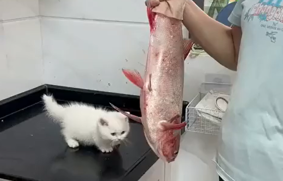 ��� �����! (�����)