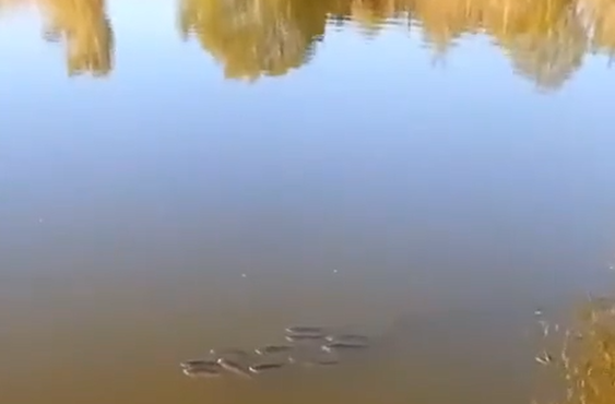 � ����� ������� �����?! (�����)