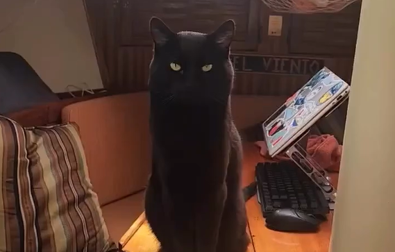 ������� ����� (�����)