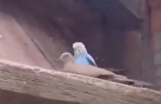 ������� �������� - ������� (�����)