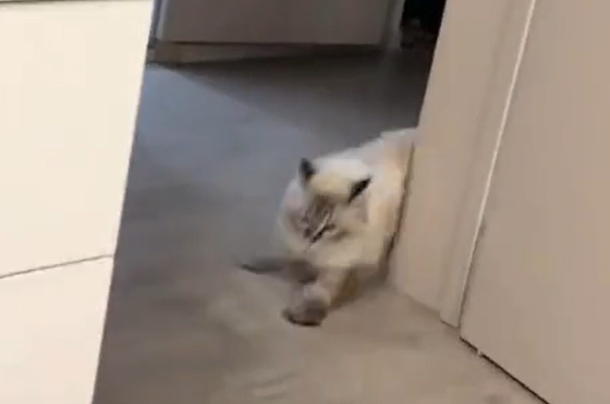 ����������� ������� (�����)