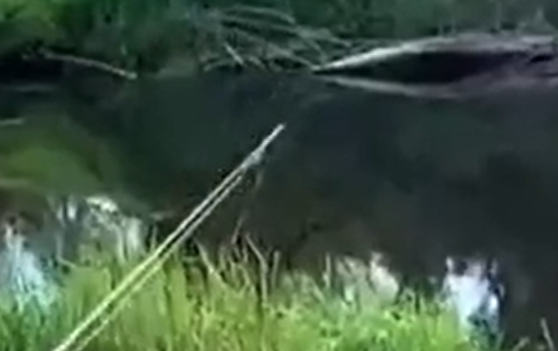 ����ë� ������� �������� �� ����, �� ���� ����� (�����)