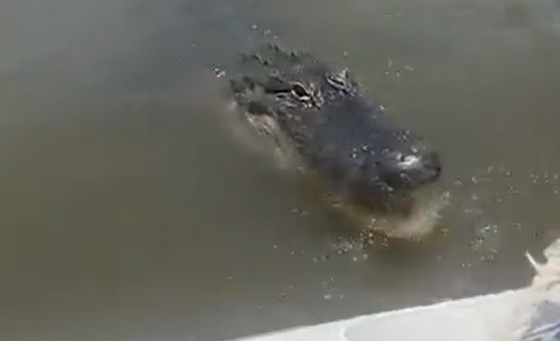 �� �� �������� (�����)