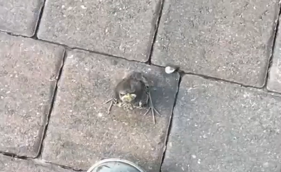 ����� �����, ���� ��������... (�����)