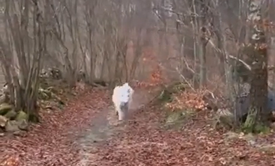 �����, ��� ����! (�����)