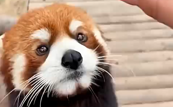 � ������ ����������� ����� ���� ������ ������ (�����)