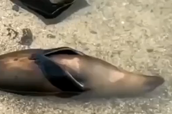 ����� ��� � ���� ����� ��� ������� (�����)