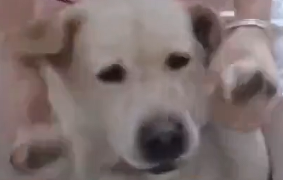 �������, ����� ������� ������� (�����)