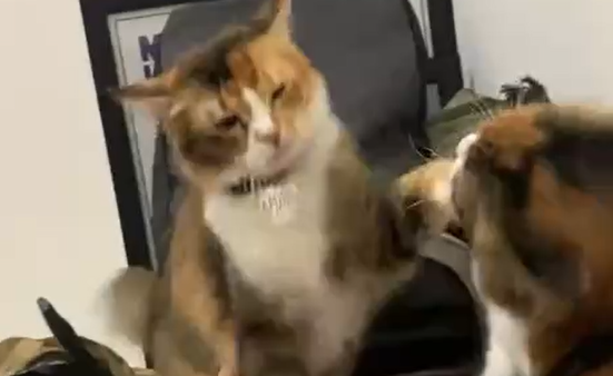 ��������� ������ (�����)