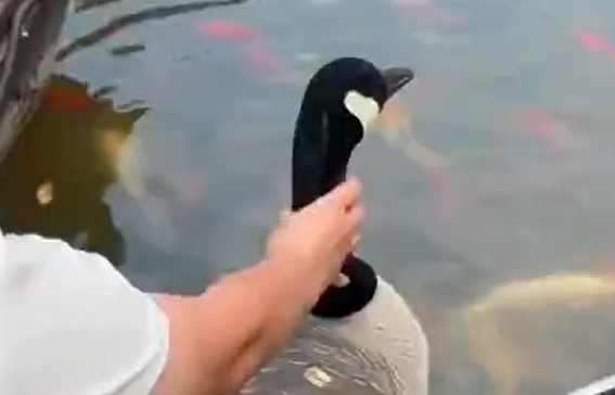 �����-�����-����-���� (�����)