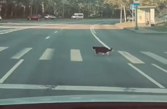 ����������� ��� ��������� ������� (�����)