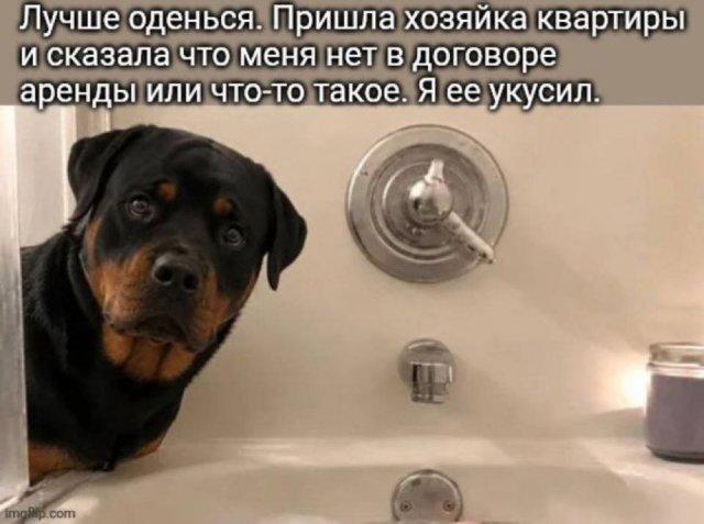 ������� ���� (15 ����)