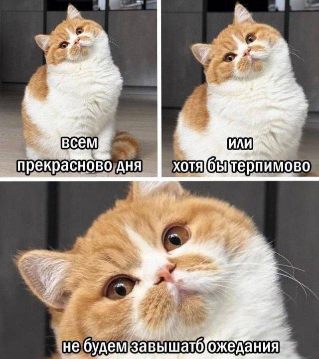 ������� �������� (15 ����)