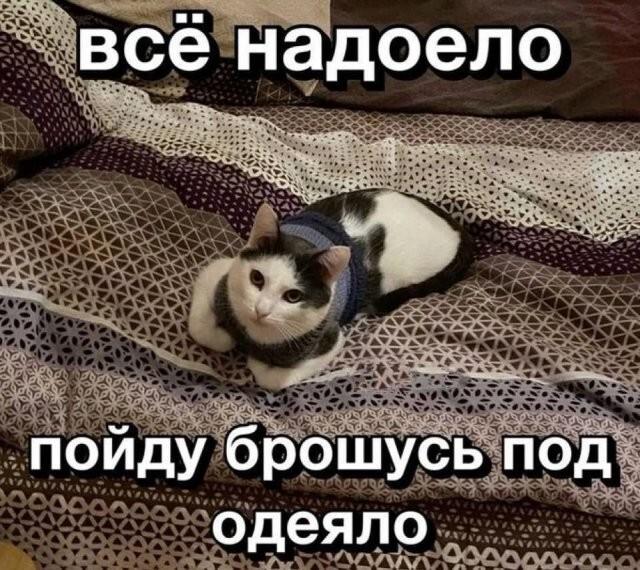 ������� �������� (15 ����)