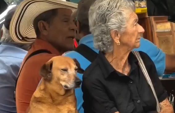 ������� ������ ����� (�����)