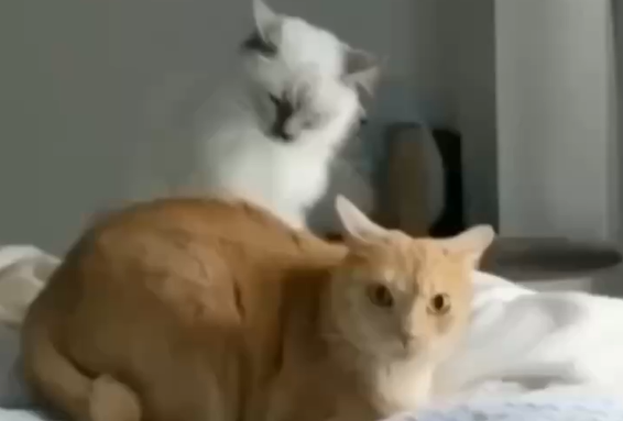 ����� ��� �� ���������� �������, ��� ������� ��� ���� ��� (�����)