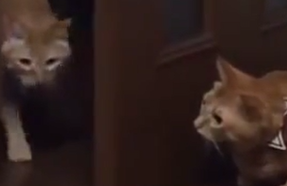 �������! (�����)