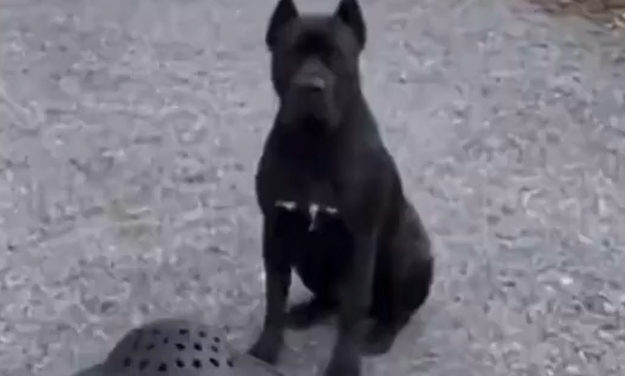 ����������� ���� (�����)