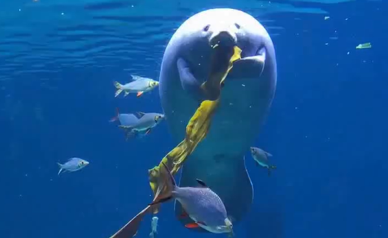 �������� ������ ������ (�����)
