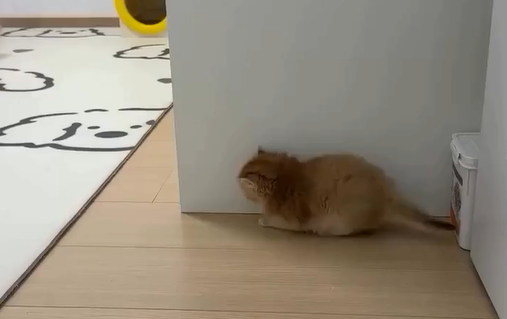 ������ (�����)