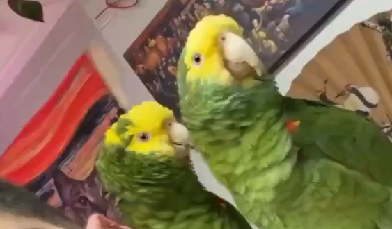 ����� ����������, ��������� �� �������... (�����)