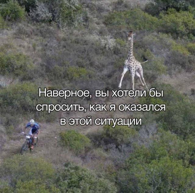 ������� ���� (15 ����)