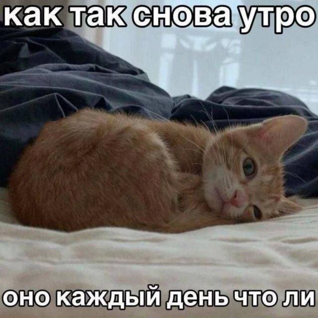 ������� �������� (15 ����)