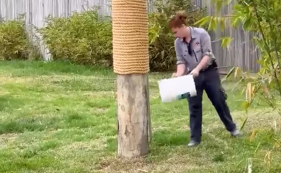 ������ ����� (�����)