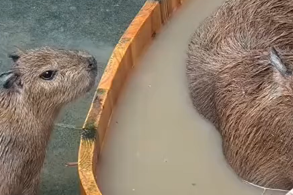 ����������� �������� (�����)