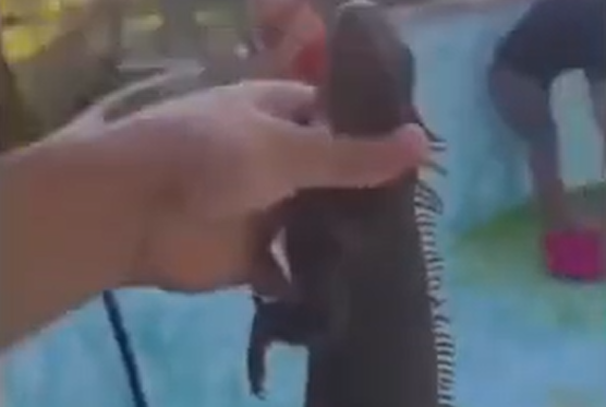 ��������� ���� ������ � ������� - ��� ����� (�����)