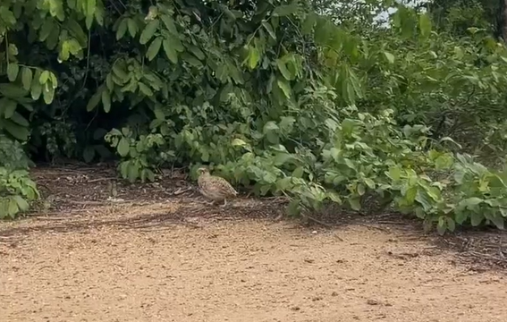 ������� ����� (�����)