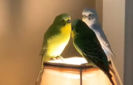 ���������������� (�����)