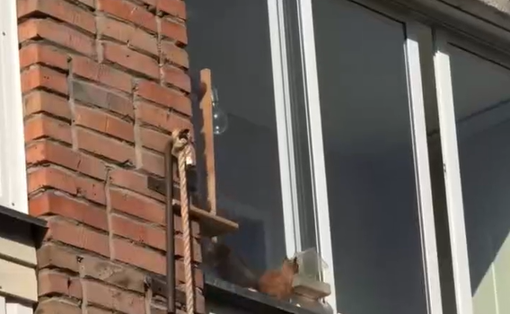 ������ (�����)