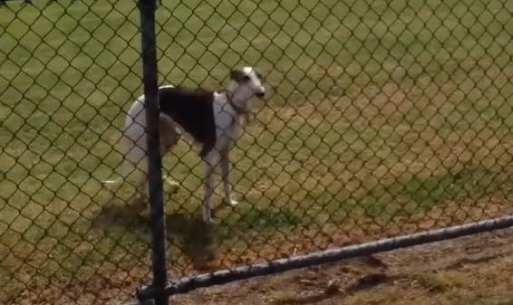��������� (�����)