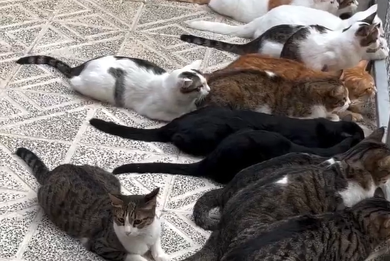  ���� �������� (�����)