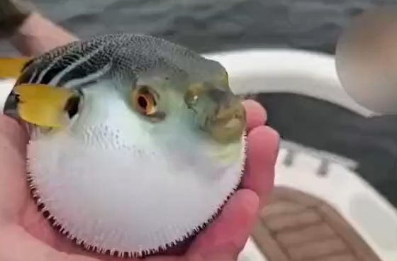 ��������� ������ ������ �������� ���� �� ����� �������� ��� � ���� (�����)