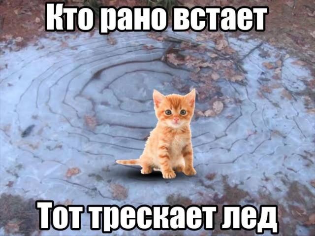 �������� ���������� ���� �4040 (30 ����)