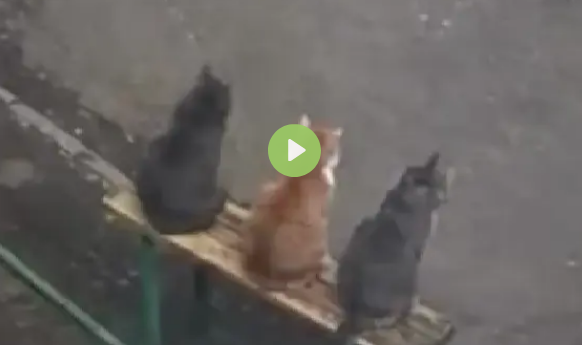������� ������ � �������� (�����)