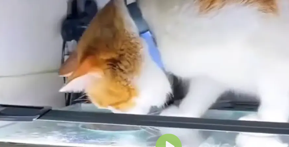 � ��� ��������... (�����)