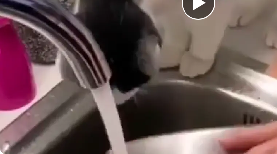 ��������� �������� (�����)