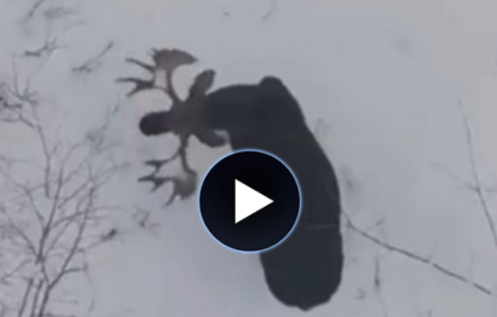 ��� � ��� �� ������� ���������� (�����)