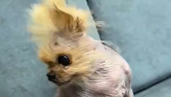 ��������� (�����)