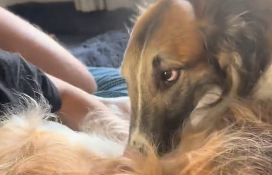 "����" ����� �� ������ ������... (�����)
