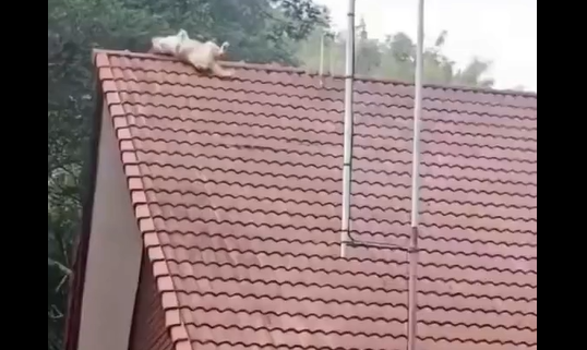����� (�����)