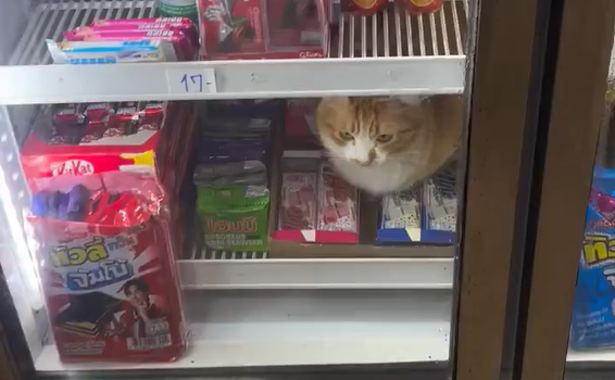���� ����� �� ��������! (�����)
