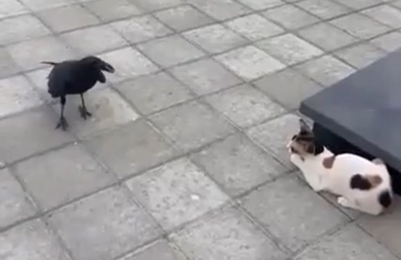 �� ��������! �� ��������! (�����)