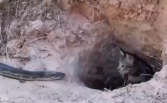 ������ � ���� (�����)