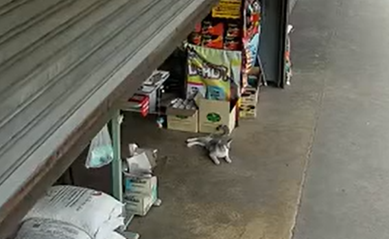 ������� �� ������� ��������� �������� ��� (�����)
