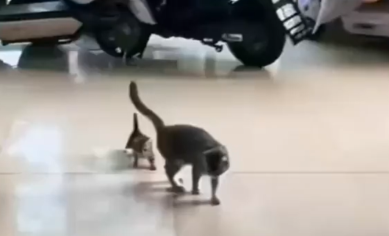 �������� (�����)