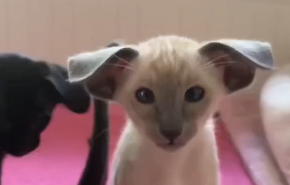 ������ ������������ ������ (�����)